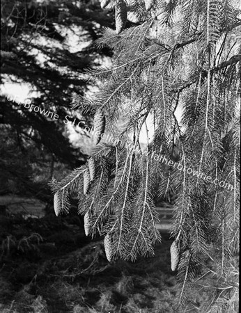 PAMPAS GRASS